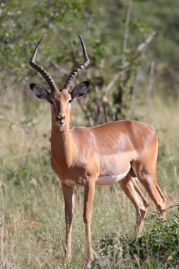 Kruger National Park içinde yürüyüş Impala ram