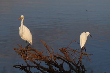 Büyük sorguçlar Barajı su balık için eski diken bush tarafından avcılık
