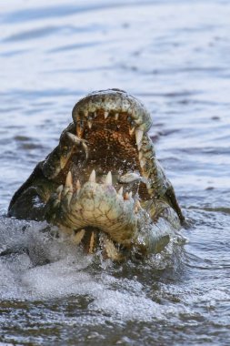 Nil timsahı avcılık balık Nehri su, Kruger National Park, Güney Afrika 