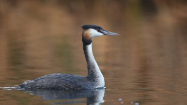 Yansıma, Güney Afrika ile sakin su üzerinde yüzen büyük tepeli batağan kuş
