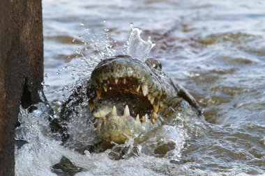 Nil timsahı avcılık balık Nehri su, Kruger National Park, Güney Afrika 