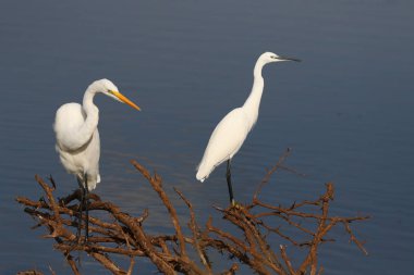 Büyük sorguçlar Barajı su balık için eski diken bush tarafından avcılık