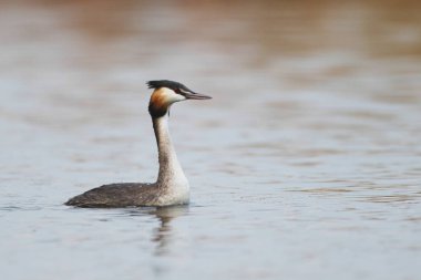 Yansıma, Güney Afrika ile sakin su üzerinde yüzen büyük tepeli batağan kuş
