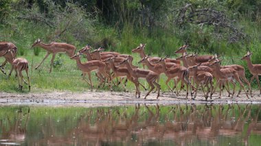 İmpala antiloplarının aile sürüsü baraj suyunun yanında koşuyor, Kruger Ulusal Parkı, Güney Afrika