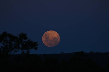 Dolunay geceleri, Kruger National Park, Güney Afrika ağacı siluetleri ile ufukta geliyor
