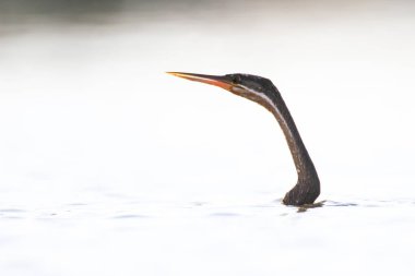 Afrika Pasifik'ten oğlan kuş kanatları kapalı su sallayarak yüzdükten sonra Güney Afrika