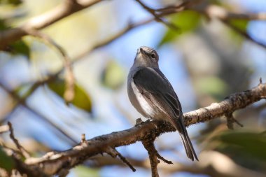 Küllü sinekkapan kuş dalı ile ağaç ve gökyüzü arka planda, Güney Afrika