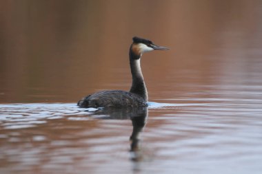 Yansıma, Güney Afrika ile sakin su üzerinde yüzen büyük tepeli batağan kuş