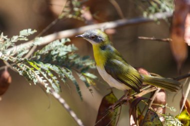 Kuşaklı apalis kuş gıda ağacında, Güney Afrika için arıyorsunuz 