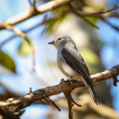 Küllü sinekkapan kuş dalı ile ağaç ve gökyüzü arka planda, Güney Afrika