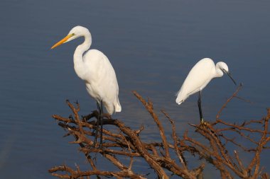 Büyük sorguçlar Barajı su balık için eski diken bush tarafından avcılık