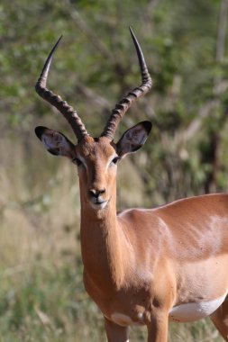 Kruger National Park içinde yürüyüş Impala ram