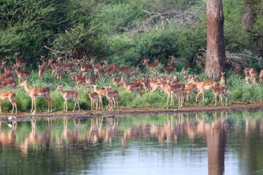 Aile yanında Barajı Su, Kruger National Park, Güney Afrika çalışan Impala antilop sürüsü