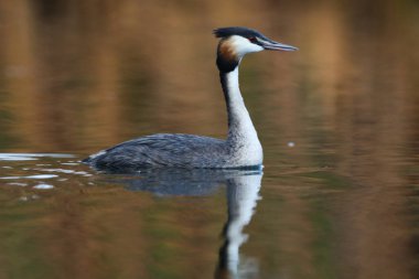 Yansıma, Güney Afrika ile sakin su üzerinde yüzen büyük tepeli batağan kuş