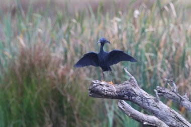 Ağaç kütüğünden havalandırıyorum siyah ot, Güney Afrika