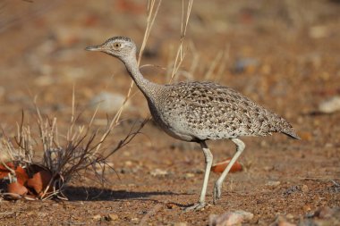 Arka planda güzel kuşun yakın plan görüntüsü