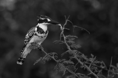 Kruger National Park diken ağaçta oturuyor alaca yalıçapkını kuş 