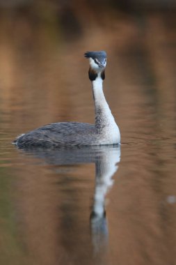 Yansıma, Güney Afrika ile sakin su üzerinde yüzen büyük tepeli batağan kuş