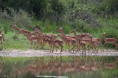 İmpala antiloplarının aile sürüsü baraj suyunun yanında koşuyor, Kruger Ulusal Parkı, Güney Afrika