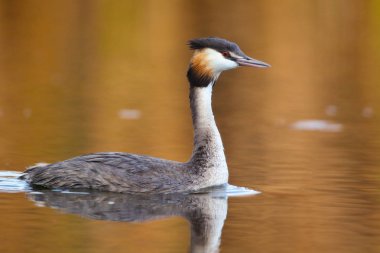 Yansıma, Güney Afrika ile sakin su üzerinde yüzen büyük tepeli batağan kuş
