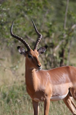 Kruger National Park içinde yürüyüş Impala ram