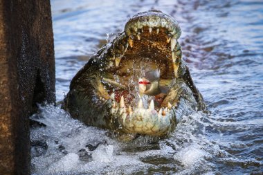 Nil timsahı avcılık balık Nehri su, Kruger National Park, Güney Afrika 