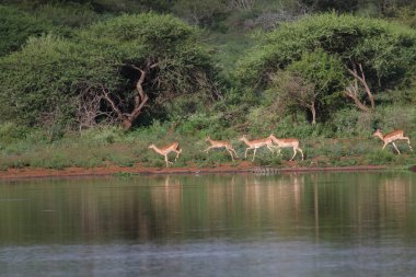  Kruger National Park, Güney Afrika tarafından yürüyüş wildebeest antilop ile nehir suyu