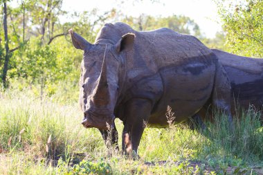 Nesli tükenmekte olan beyaz gergedan boynuzu, Kruger National Park, Güney Afrika ile portresi