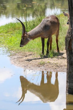 Bir dağın tepesinde bir kör göz ile Waterbuck erkek, Kruger Ulusal Parkı, Güney Afrika