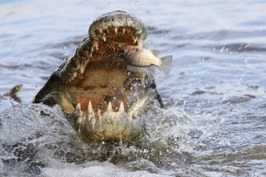 Nil timsahı avcılık balık Nehri su, Kruger National Park, Güney Afrika 