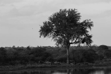İmpala antiloplarının aile sürüsü baraj suyunun yanında koşuyor, Kruger Ulusal Parkı, Güney Afrika