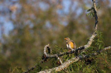 Arka planda güzel kuşun yakın plan görüntüsü