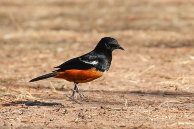 Alay cliff-chat, Thamnolaea cinnamomeiventris, tek kuş, Güney Afrika, Ağustos 