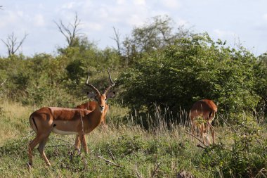 Kruger National Park içinde yürüyüş Impala ram
