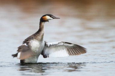 Yansıma, Güney Afrika ile sakin su üzerinde yüzen büyük tepeli batağan kuş