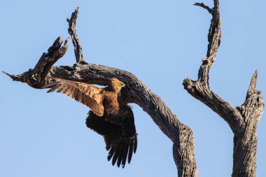 Kuş ağacın yanında uçuyor.