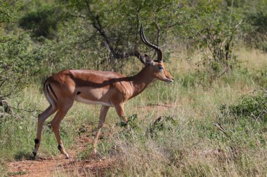 Kruger National Park içinde yürüyüş Impala ram