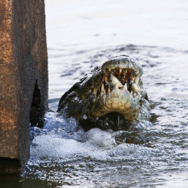 Nil timsahı avcılık balık Nehri su, Kruger National Park, Güney Afrika 