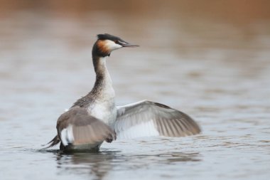 Yansıma, Güney Afrika ile sakin su üzerinde yüzen büyük tepeli batağan kuş