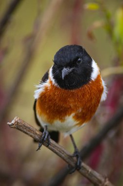 Arka planda bir ağaçta alay eden uçurum sohbeti, Güney Afrika 