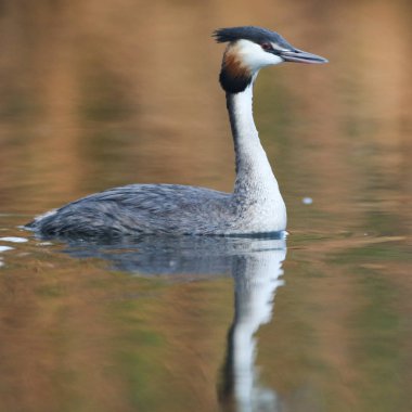 Yansıma, Güney Afrika ile sakin su üzerinde yüzen büyük tepeli batağan kuş