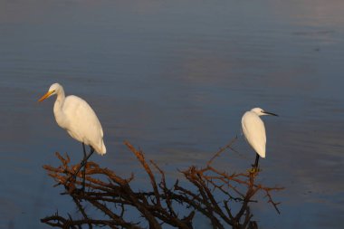 Büyük sorguçlar Barajı su balık için eski diken bush tarafından avcılık