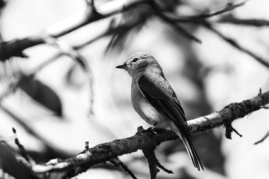 Küllü sinekkapan kuş dalı ile ağaç ve gökyüzü arka planda, Güney Afrika