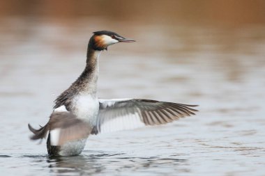 Yansıma, Güney Afrika ile sakin su üzerinde yüzen büyük tepeli batağan kuş
