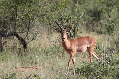 Kruger National Park içinde yürüyüş Impala ram
