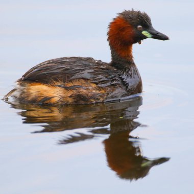 Yansıma, Güney Afrika ile sakin su üzerinde yüzen küçük batağan ördek kuş 