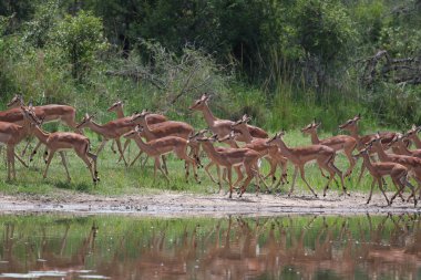 İmpala antiloplarının aile sürüsü baraj suyunun yanında koşuyor, Kruger Ulusal Parkı, Güney Afrika