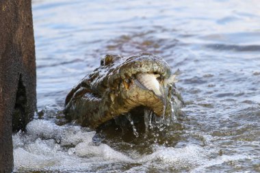 Nil timsahı avcılık balık Nehri su, Kruger National Park, Güney Afrika 