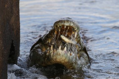 Nil timsahı avcılık balık Nehri su, Kruger National Park, Güney Afrika 
