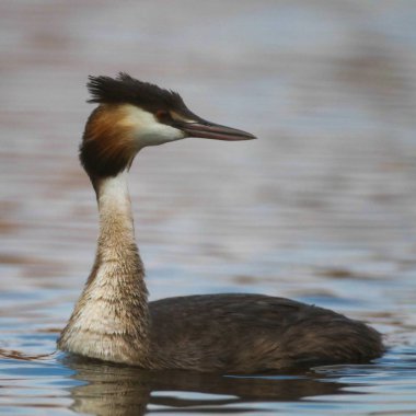 Yansıma, Güney Afrika ile sakin su üzerinde yüzen büyük tepeli batağan kuş